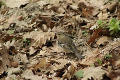 Fringilla coelebs