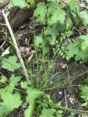 Juncus dichotomus