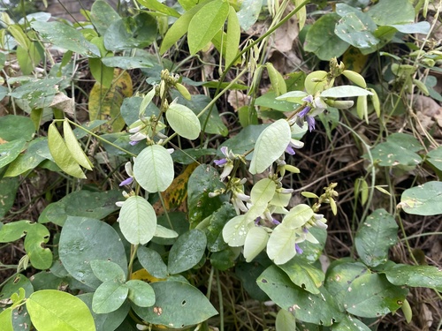Phylacium majus