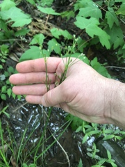 Juncus dichotomus