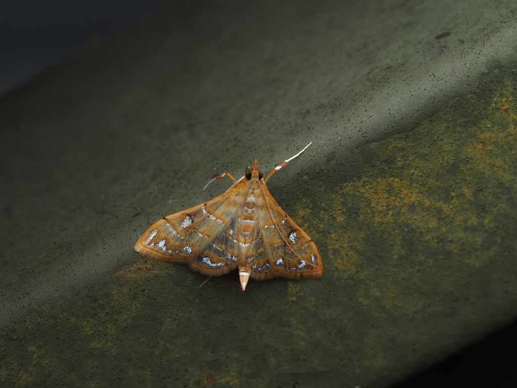 Pagyda poeasalis