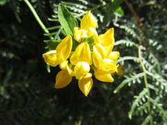 Lotus corniculatus