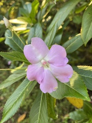 Impatiens sodenii image