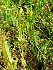 Centaurium maritimum