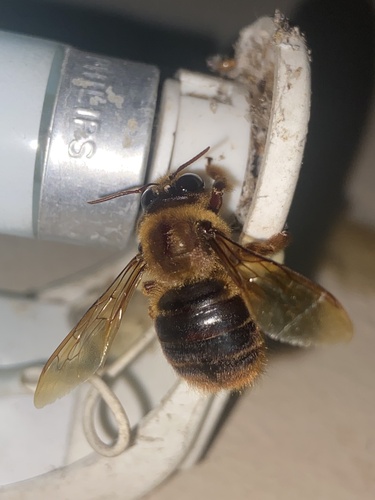 Xylocopa proximata