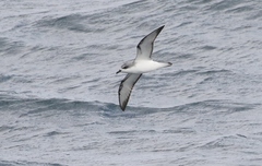 Pterodroma cookii