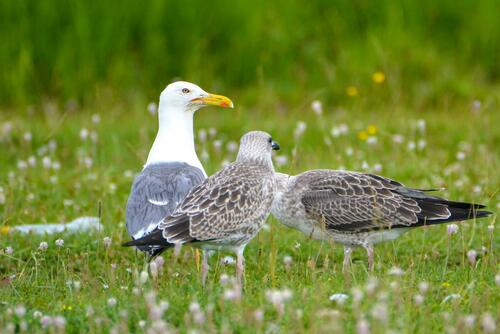 Steppe Gull｜草原鸥 参考照片
