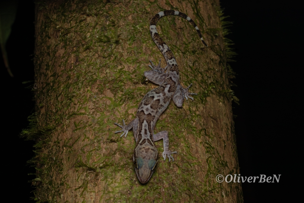 Hamidy's Bent-Toed Gecko