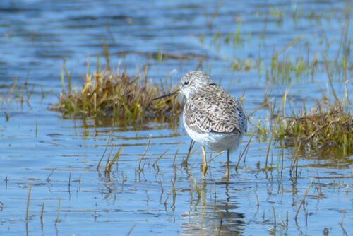 Archibebe fino (Tringa stagnatilis)