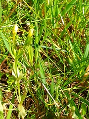 Centaurium maritimum
