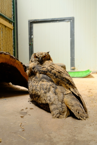 Eurasian Eagle-Owl