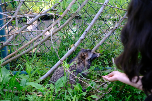 Mainland Raccoon Dog