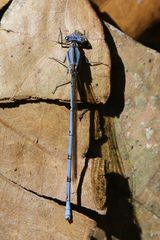 Argia fissa