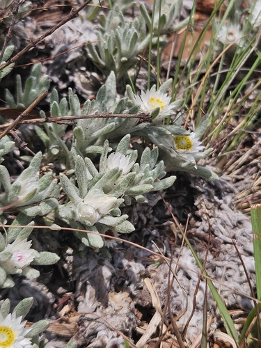 Image of Helichrysum cerastoides by (c) Nic Knott-Craig, some rights reserved (CC BY-SA)