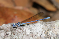 Argia fissa