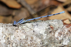 Argia fissa