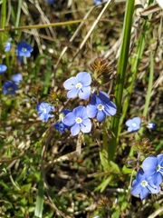 Veronica umbrosa