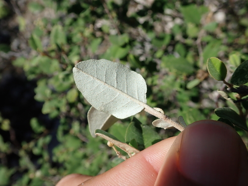 Croton chauvetiae