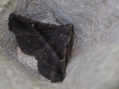 Hadennia mysalis