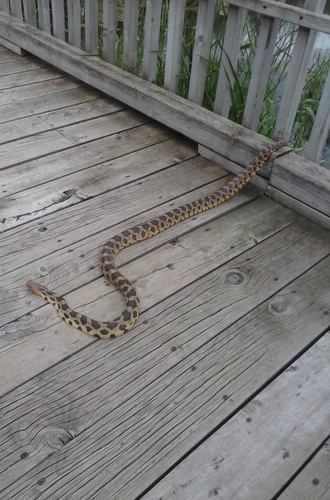 Pantherophis ramspotti