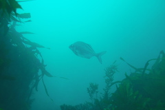 Latridopsis ciliaris