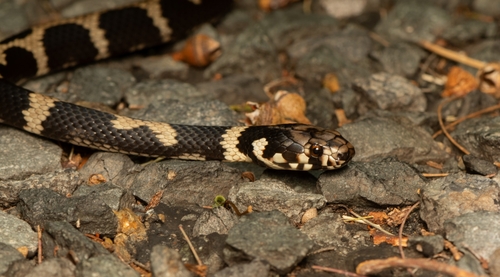 Stephens' Banded Snake sighting