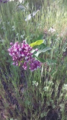 Asclepias cordifolia