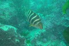 Chirodactylus spectabilis