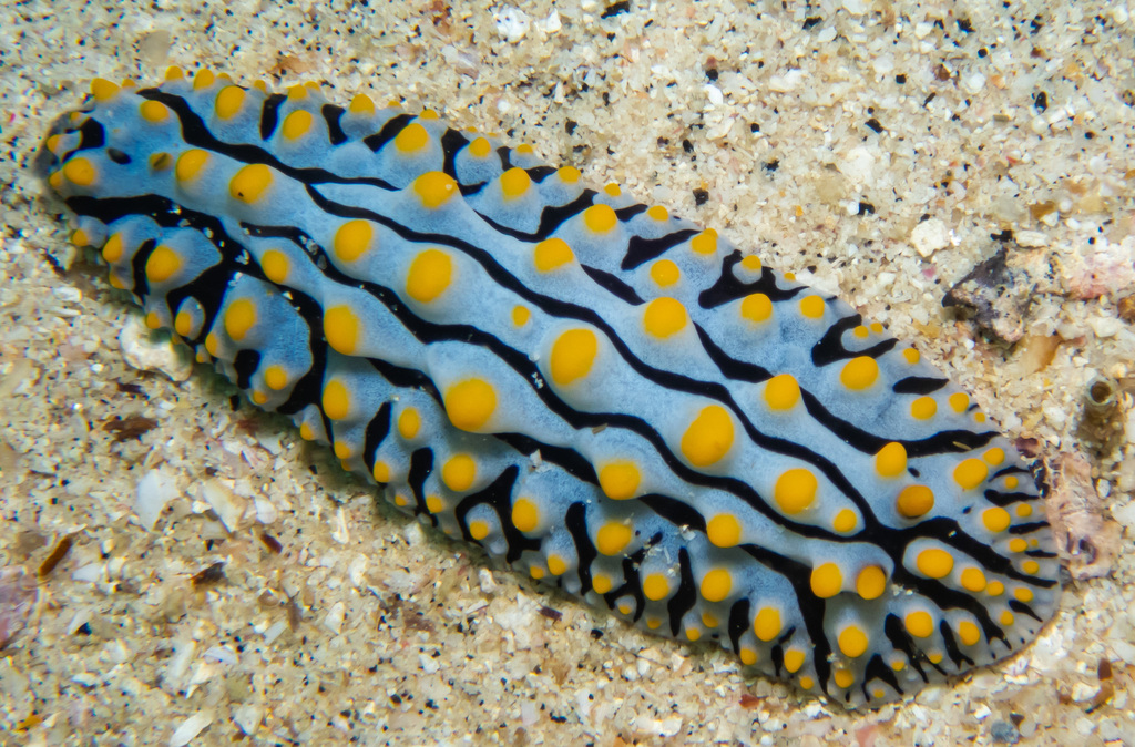 Variable Wart Slug