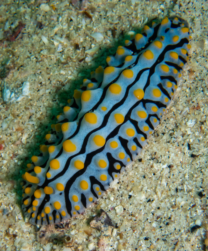 Variable Wart Slug