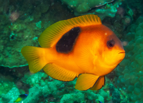 Zadelanemoonvis (Amphiprion ephippium) — Pomacentridae