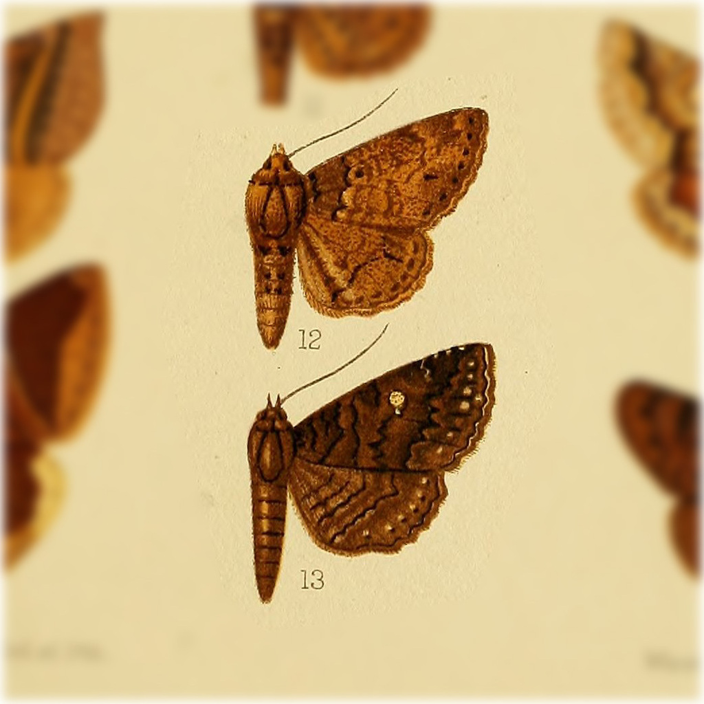 Metria obsolefacta
