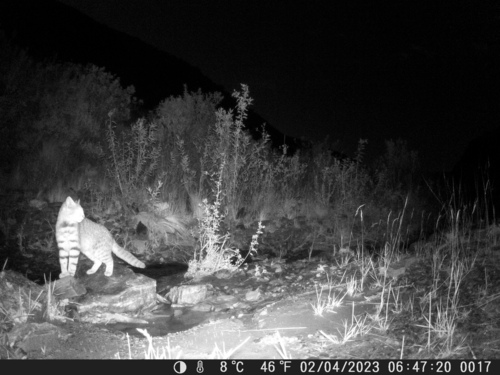 Garlepp's Pampas Cat