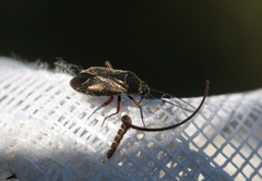 Irbisia solani