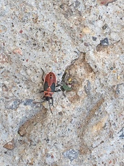 Lygaeus kalmii