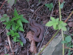 Gloydius halys caucasicus