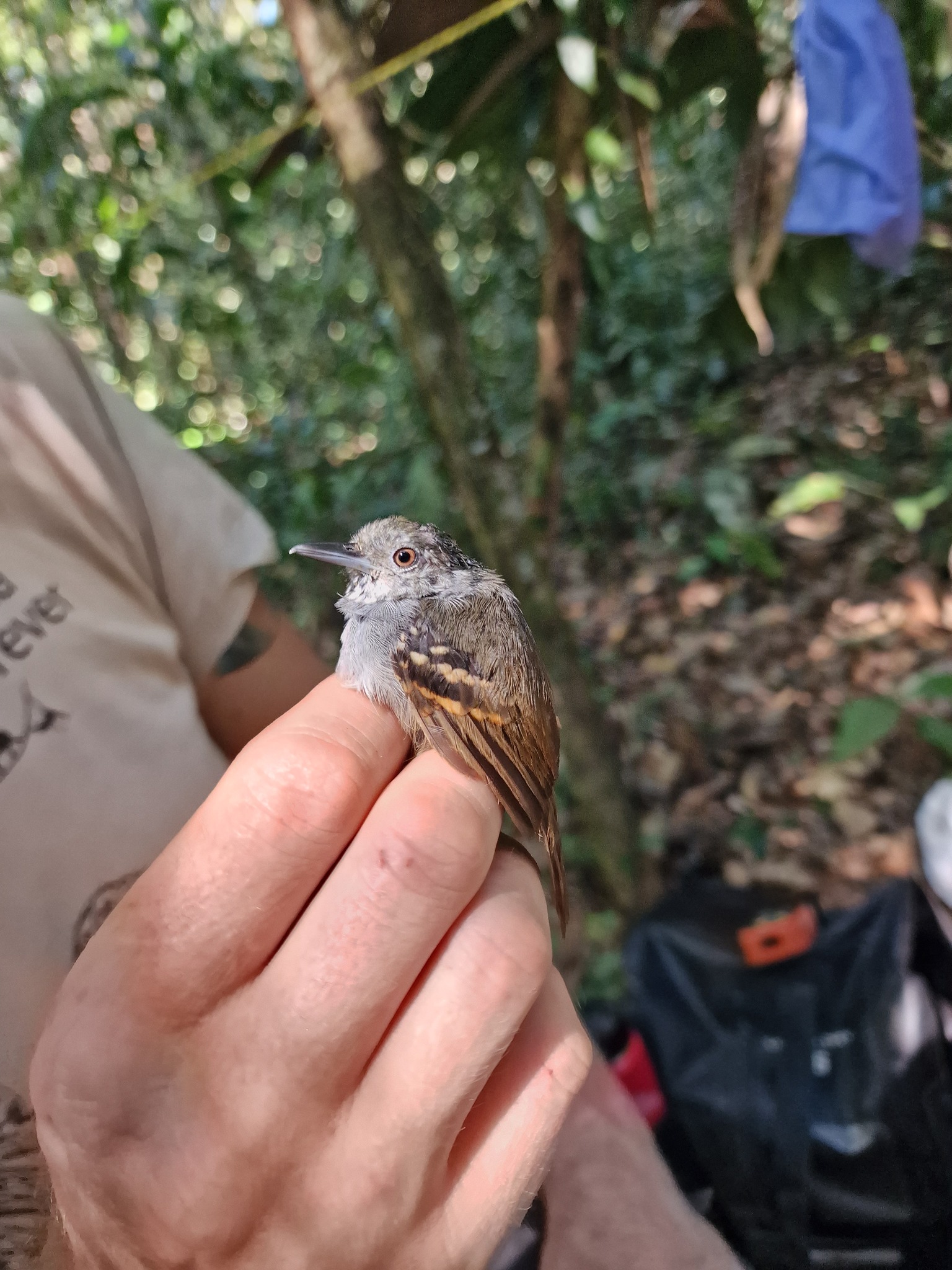 White-eyed Stipplethroat (Epinecrophylla leucophthalma), photo 4