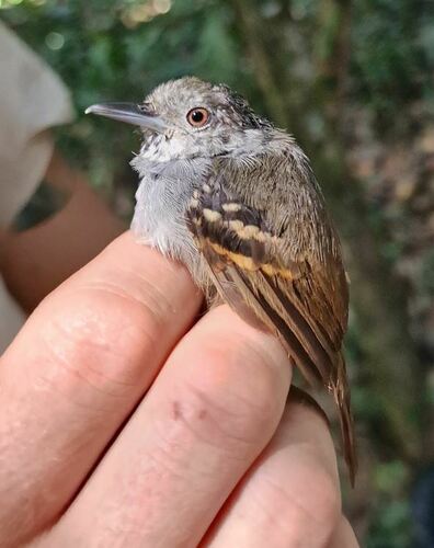 White-eyed Stipplethroat (Epinecrophylla leucophthalma), photo 6
