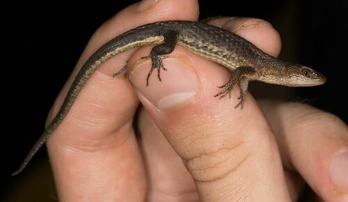 Northern Teiid, Alopoglossus angulatus
