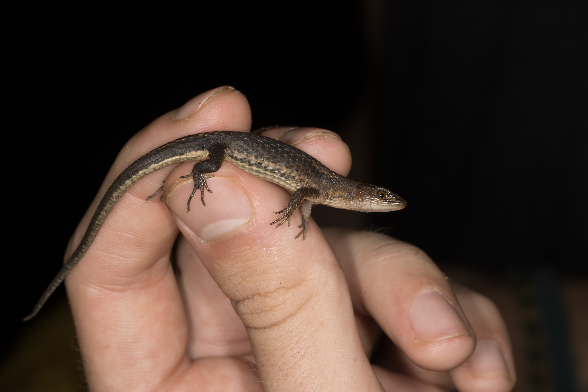 Alopoglossus angulatus (Linnaeus, 1758)