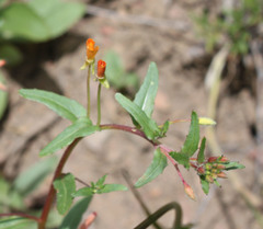 Camissoniopsis intermedia