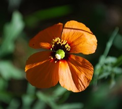 Papaver heterophyllum