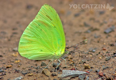 Aphrissa statira statira