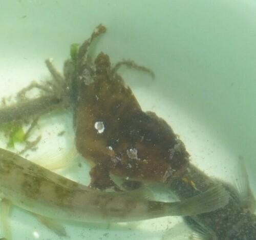 Sargassum observed 2013-06-23