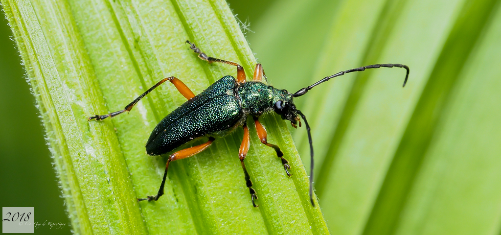 Red-footed Longhorn Beetle