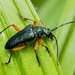 Red-footed Longhorn Beetle - Photo (c) Léo-Guy de Repentigny, some rights reserved (CC BY-NC), uploaded by Léo-Guy de Repentigny