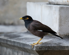 Acridotheres tristis