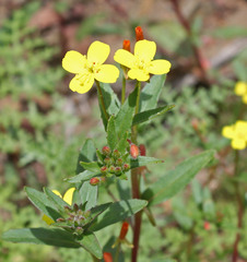 Camissoniopsis intermedia