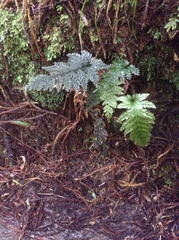 Abrodictyum elongatum