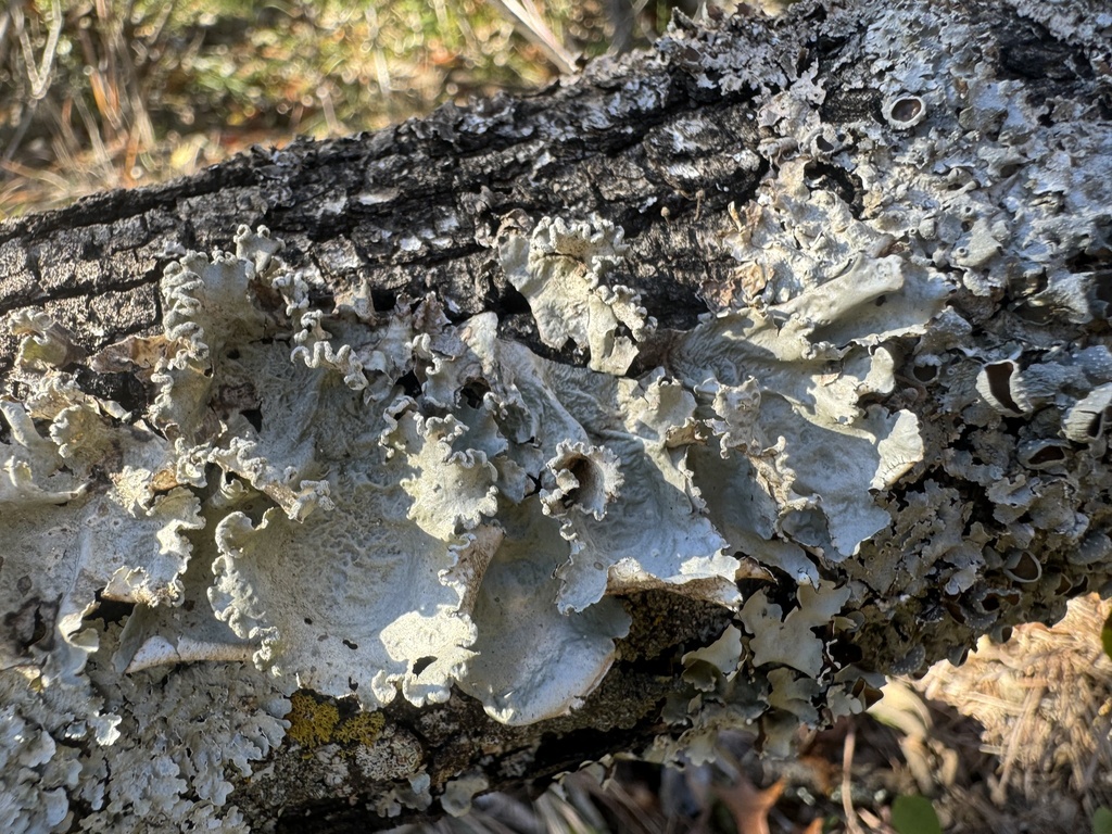 powdered ruffle lichen from Fort Worth Nature Center & Refuge, Fort